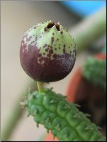 Echidnopsis fartaquensis1